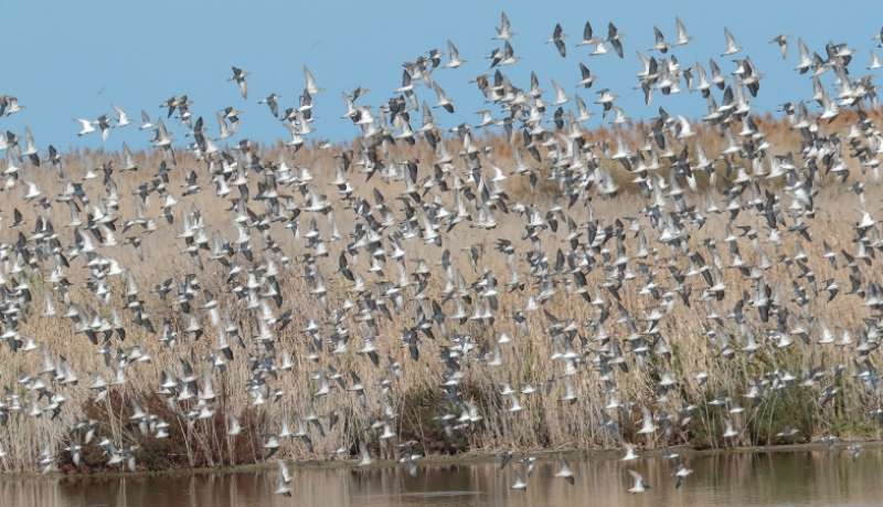 $10 million to improve waterbird habitat in South Australia’s Coorong