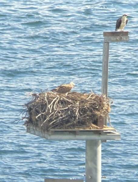 Fledgling success for relocated Kangaroo Island osprey nest