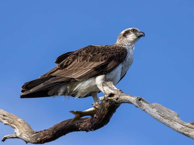 The Friends of Osprey new website is live