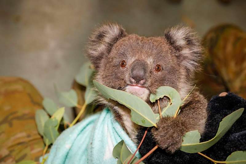 More koalas rescued from KI to be housed at Cleland