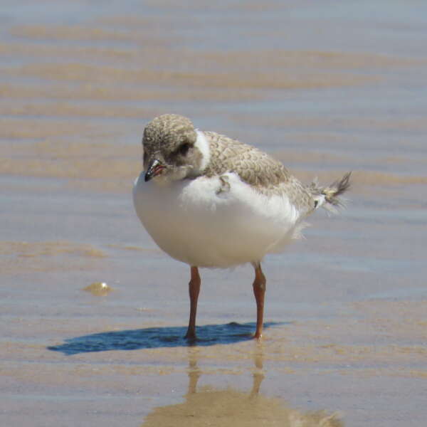 Successful fledging of Hooded Plover chick