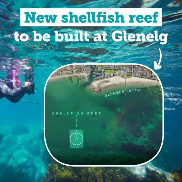 New shellfish reef to be built at Glenelg