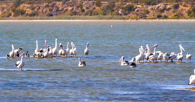 Protecting the River Murray, Coorong and Lower Lakes
